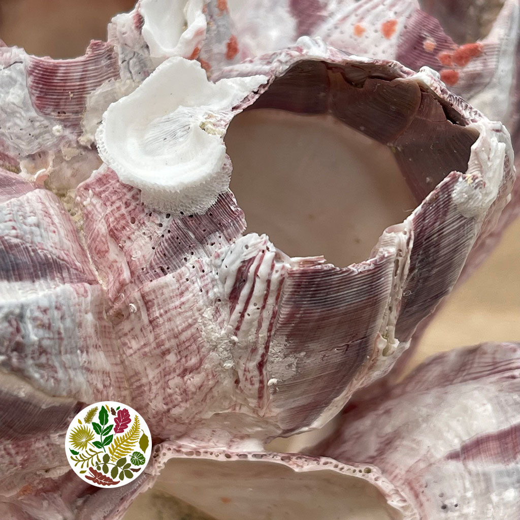 Shells 'Barnacles' (DRY) (Various Sizes)