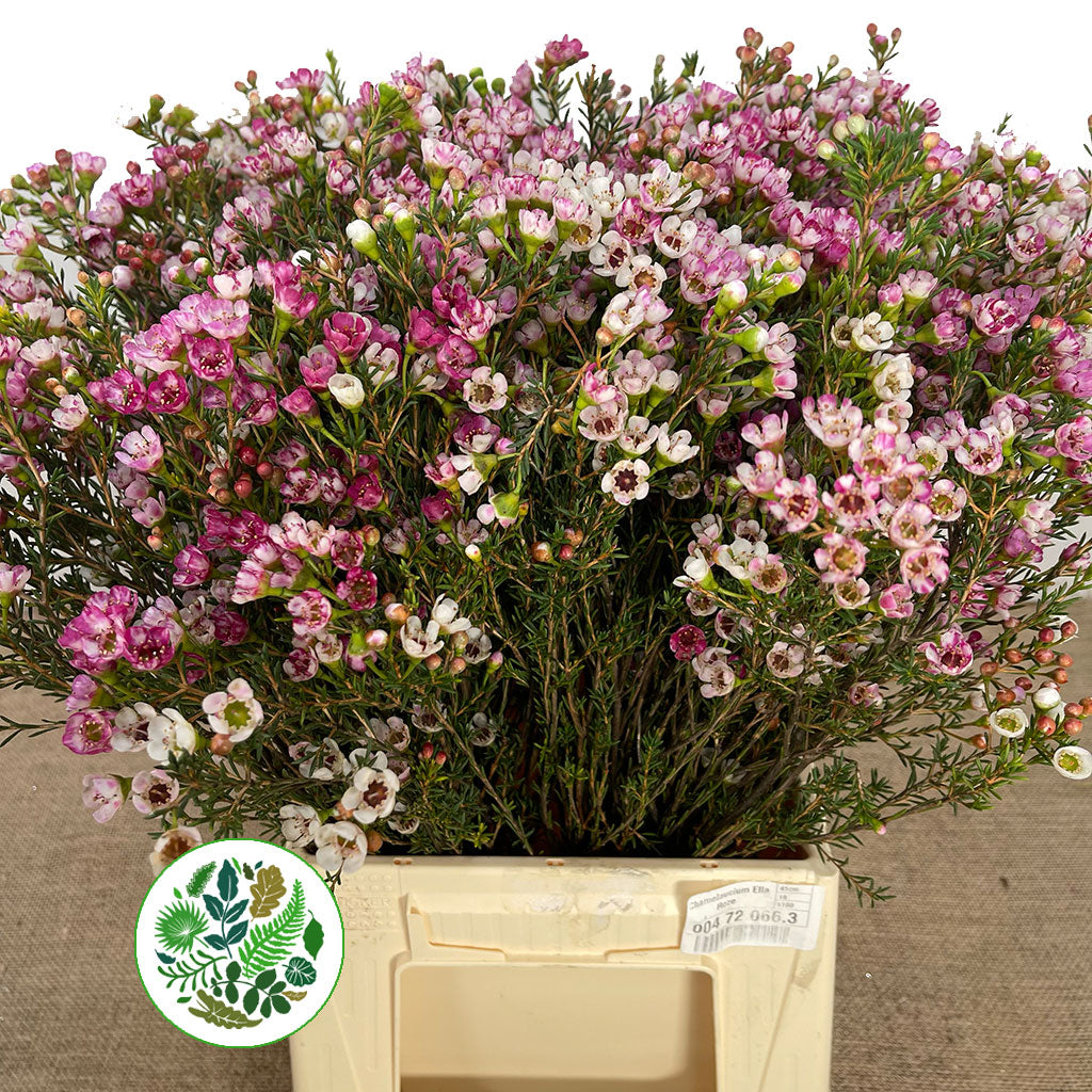 Wax Flower 'Ella Roze' (Various Lengths)