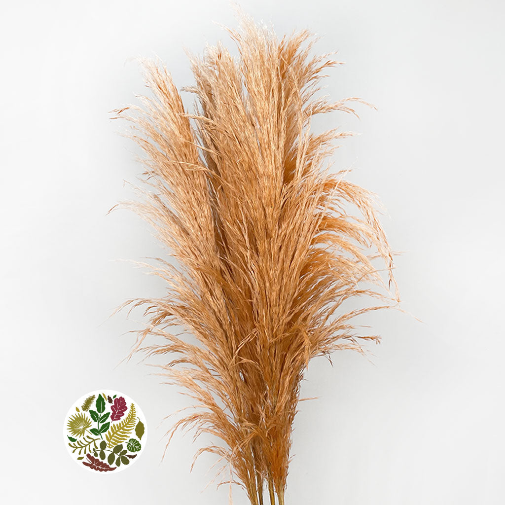 Grass &#39;Pampas&#39; (Evita) (Various Colours) (DRY) 120cm (x5)