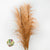 Grass 'Pampas' (Evita) (Various Colours) (DRY) 120cm (x5)