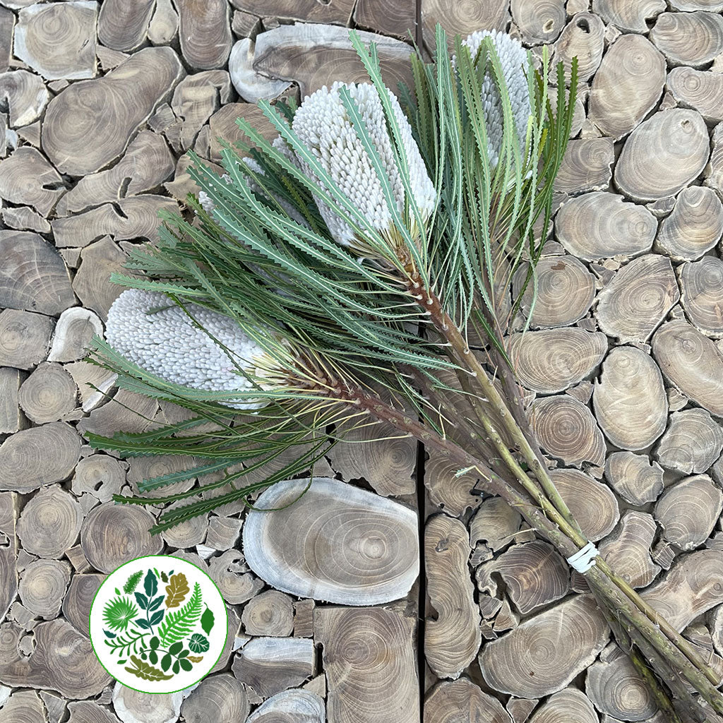 Protea &#39;Banksia&#39; (Prionotes) (Various Lengths)