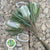 Protea 'Banksia' (Prionotes) (Various Lengths)