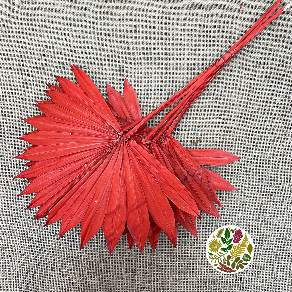 Palm &#39;Fan Palm&#39; (Painted) (DRY) (Various Colours) (x6) 45-55cm