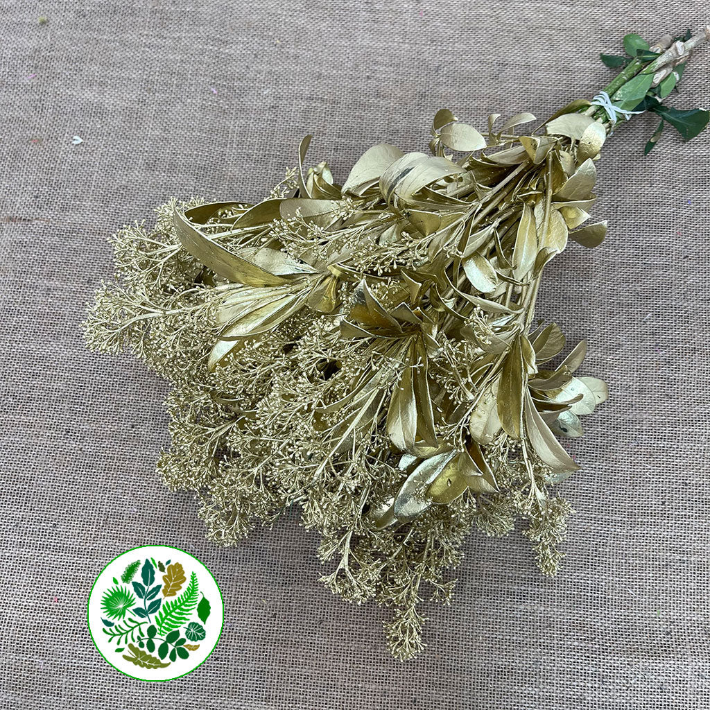 Skimmia (Painted) (Various Colours)