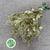 Skimmia (Painted) (Various Colours)