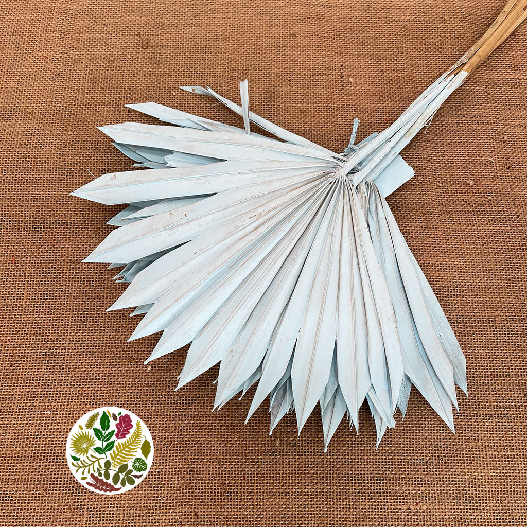 Palm &#39;Fan Palm&#39; (Painted) (DRY) (Various Colours) (x5) 45-55cm