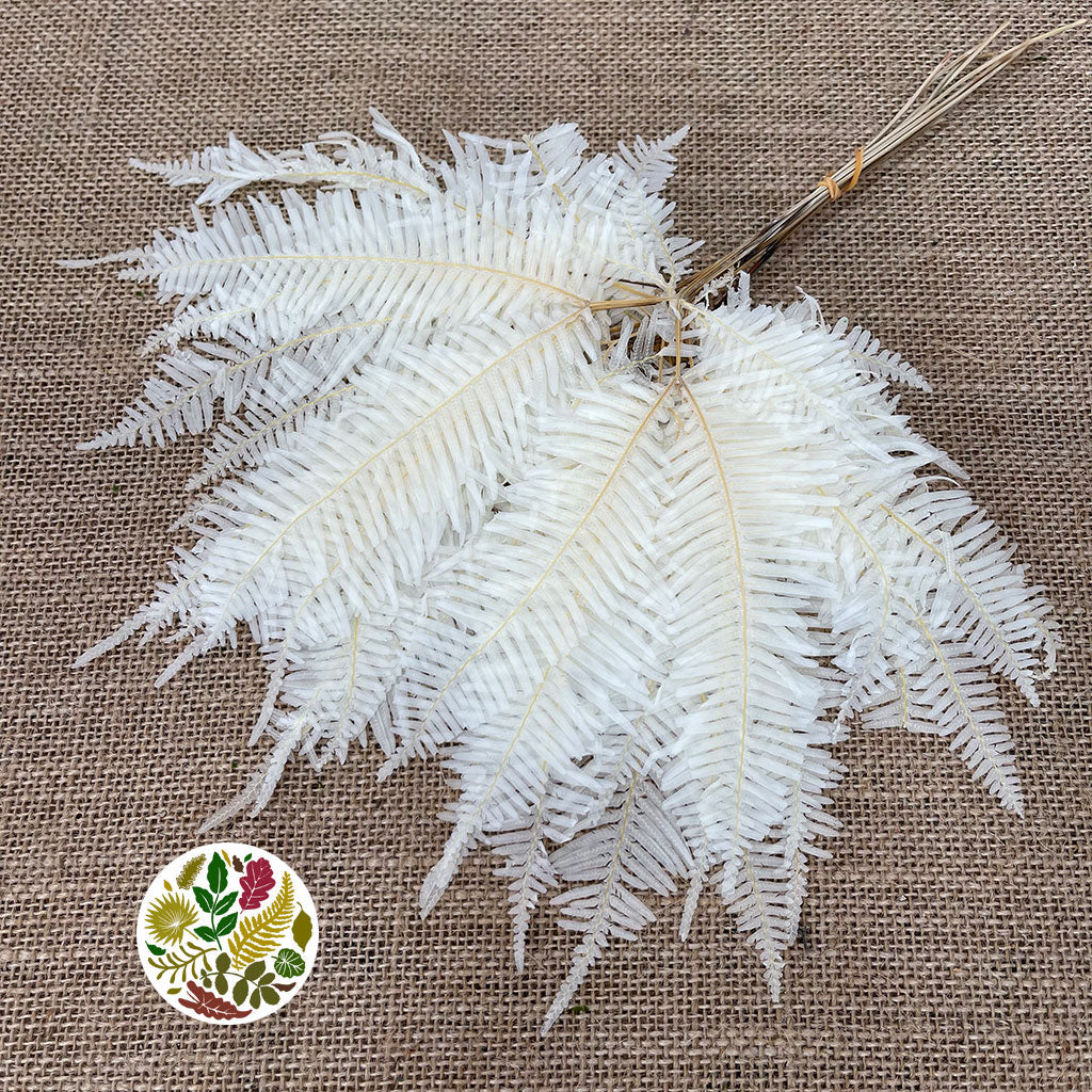 Fern 'Mountain Fern' (Bleached) (DRY) (Various Sizes)