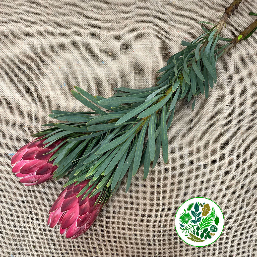 Protea 'Venus' (Various Lengths) (Per Stem)