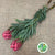 Protea 'Venus' (Various Lengths) (Per Stem)