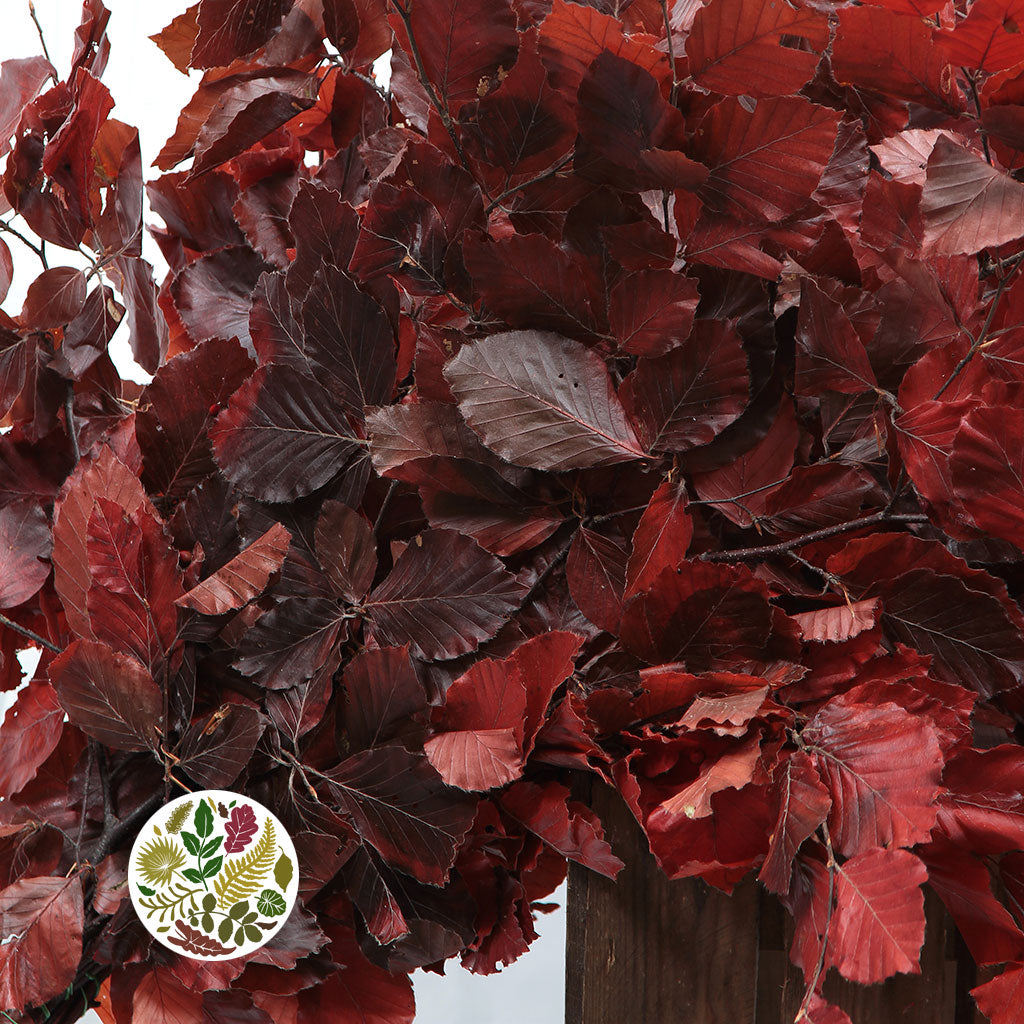 Beech &#39;Stabilized&#39; (Coloured) 60-80cm (DRY) (150g)