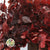 Beech 'Stabilized' (Coloured) 60-80cm (DRY) (150g)