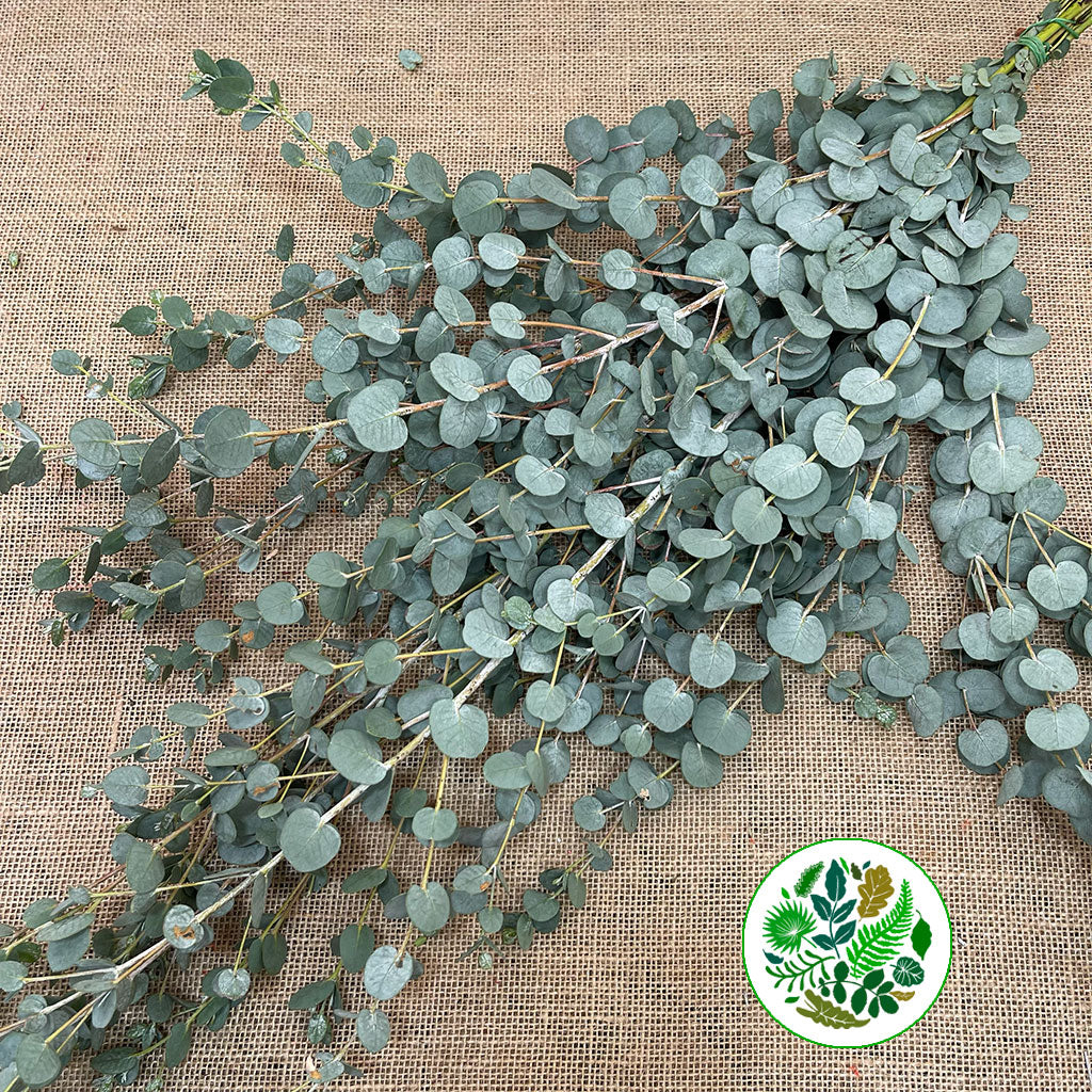 Eucalyptus &#39;Gunny&#39; (Various Sizes)