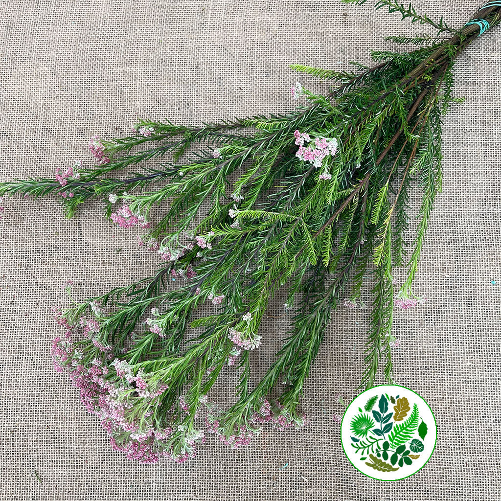 Riceflower &#39;Pink&#39; (Various Sizes)