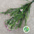 Riceflower 'Pink' (Various Sizes)
