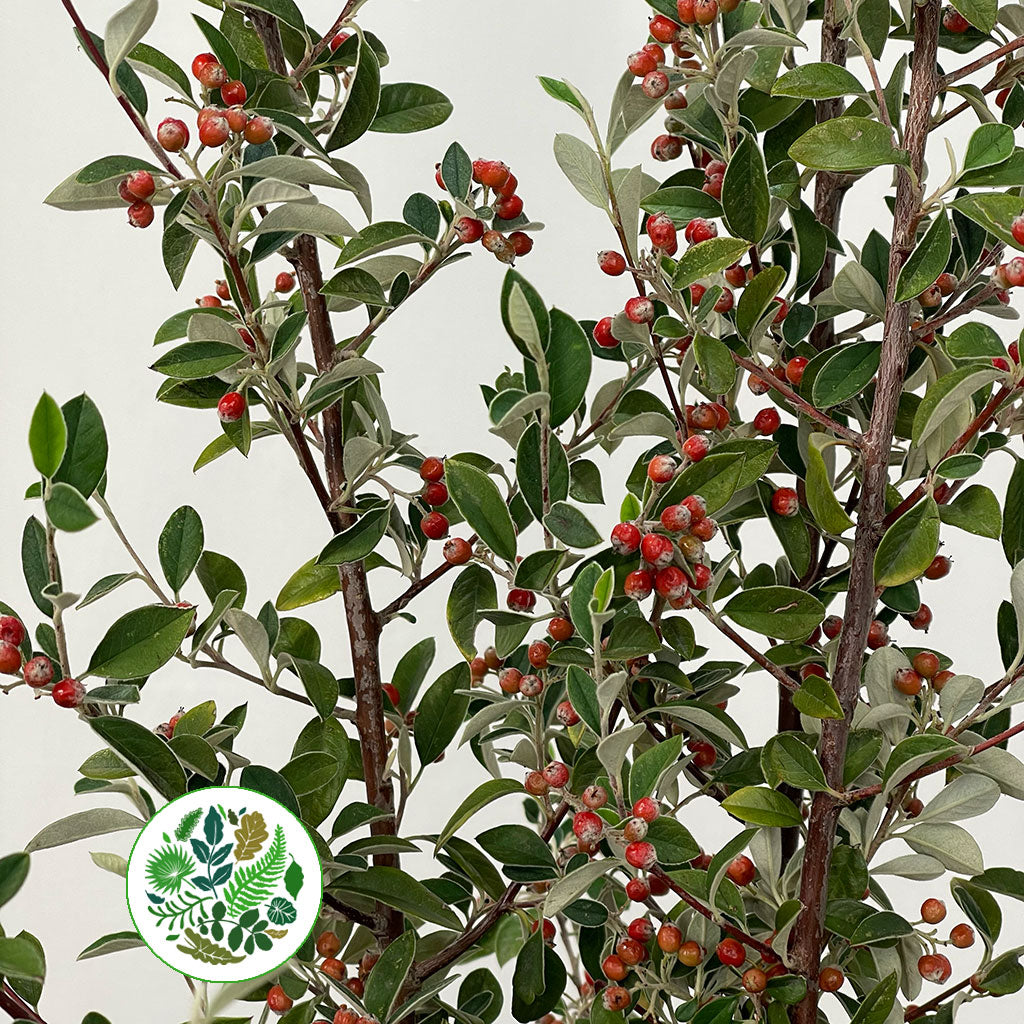 Cotoneaster (Cultivated) with Berries (Various Sizes)