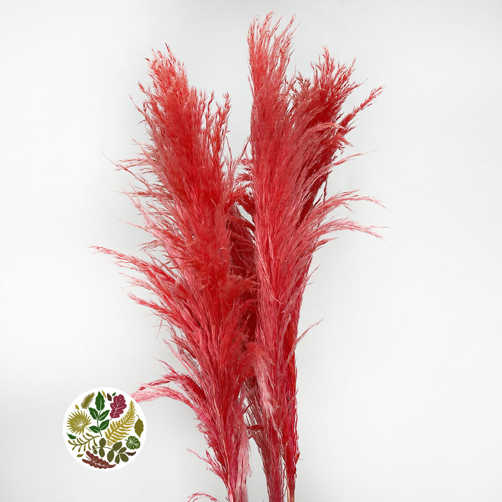 Grass &#39;Pampas&#39; (Evita) (Various Colours) (DRY) 120cm (x5)