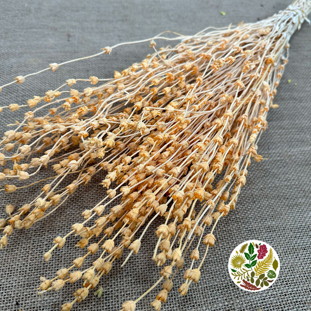 Lavender 'Flower' (Coloured) (DRY) 45cm (100g)