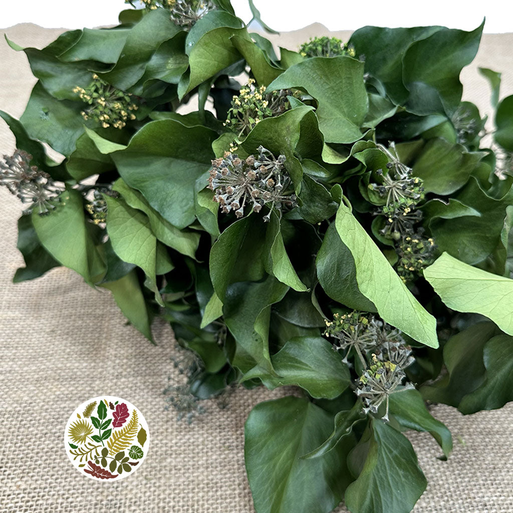 Ivy &#39;Green with Berries&#39; (Presserved) DRY 45cm (160g)