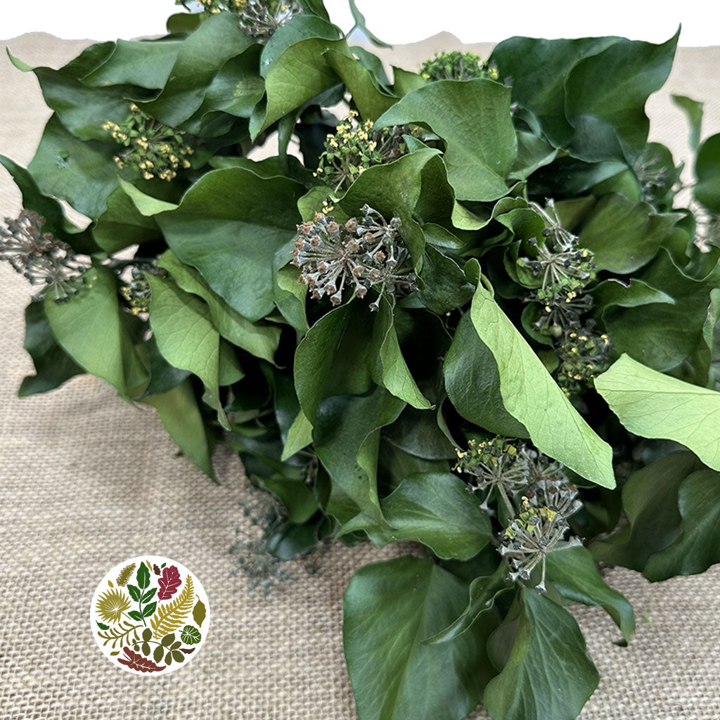 Ivy 'Green with Berries' (Presserved) DRY 45cm (160g)