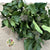 Ivy 'Green with Berries' (Presserved) DRY 45cm (160g)