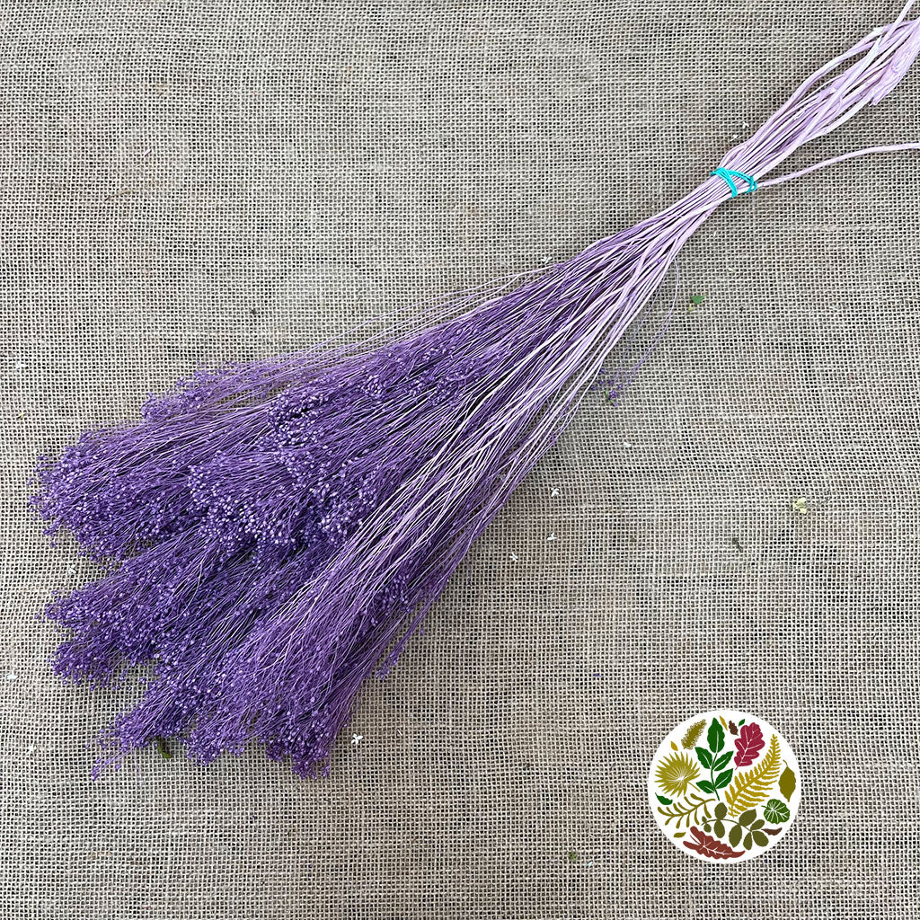 Broom 'Flower' (Various Colours) (DRY) (100g)