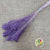 Broom 'Flower' (Various Colours) (DRY) (100g)