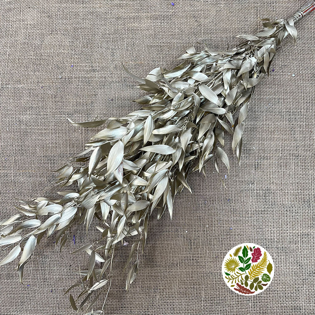 Ruscus 'Trailing' (Preserved & Painted) (DRY) (Various Colours)