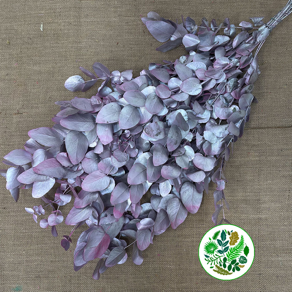 Eucalyptus 'Cinerea' (Painted) (Various Colours)