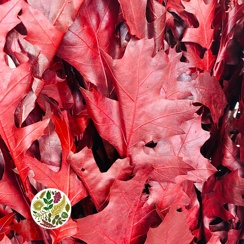 OAK &#39;Foliage&#39; (Preserved) &#39;Tall Red&#39; (DRY) (x20)