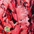 OAK 'Foliage' (Preserved) 'Tall Red' (DRY) (x20)