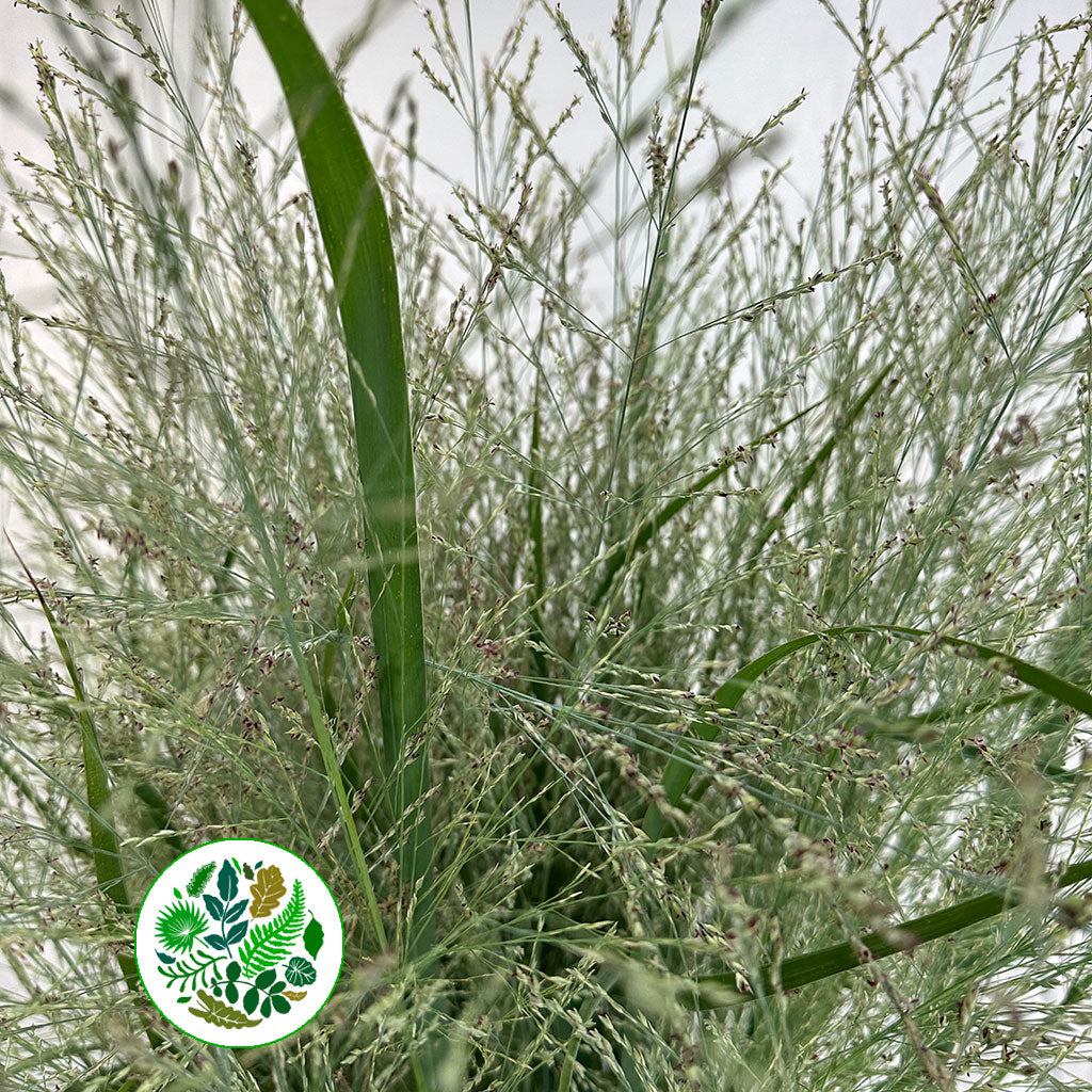 Grass &#39;Panicum&#39; (Dallas Blue) (x10) (Various Sizes)