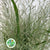 Grass 'Panicum' (Dallas Blue) (x10) (Various Sizes)