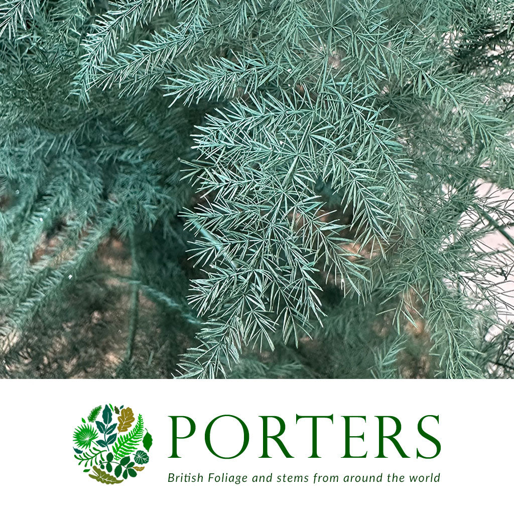 Fern 'Asparagus' (Painted) 85cm (Various Colours) (x50)