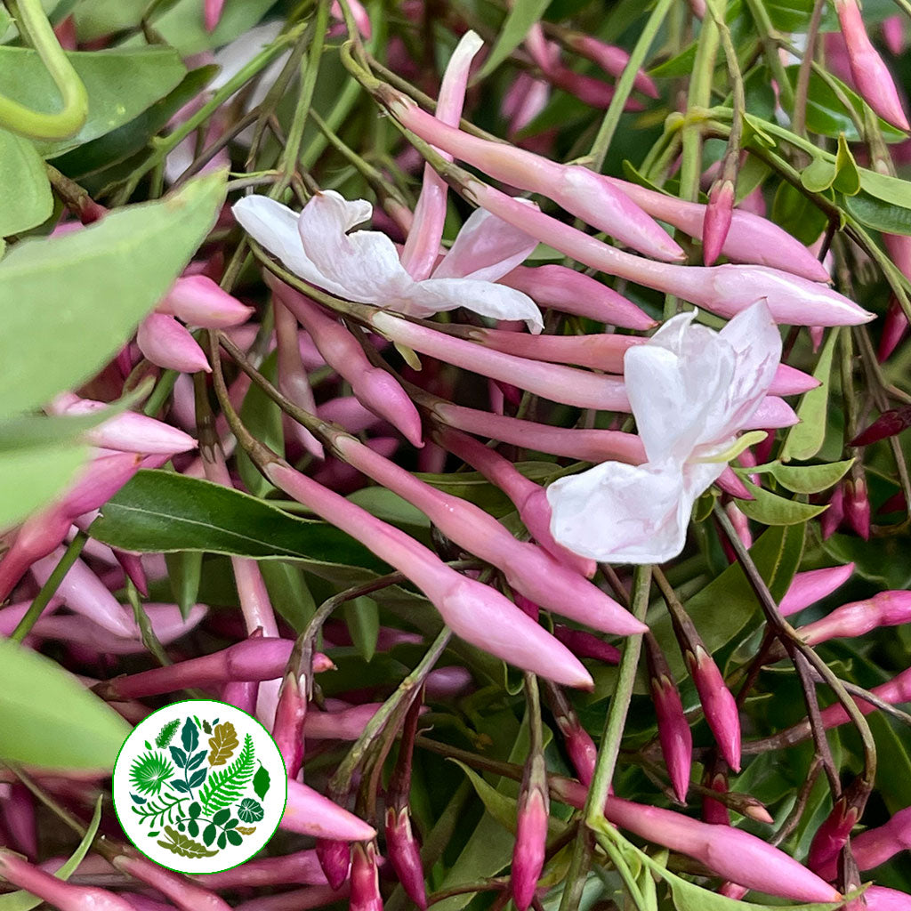 Jasmine &#39;Flowering&#39; Trailing (Various Sizes)