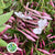 Jasmine 'Flowering' Trailing (Various Sizes)