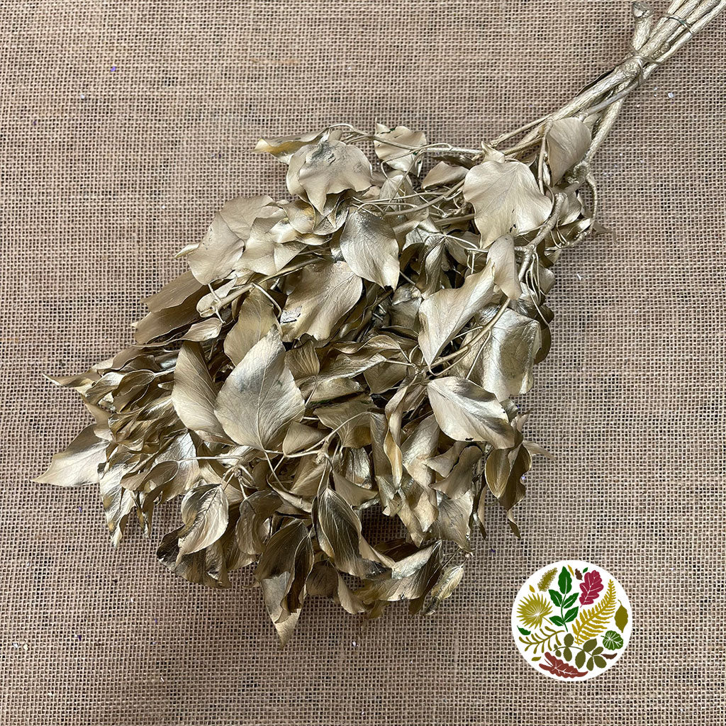 Ivy 'Foliage' (Preserved & Painted) (DRY) (Various Colours)