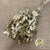 Ivy 'Foliage' (Preserved & Painted) (DRY) (Various Colours)