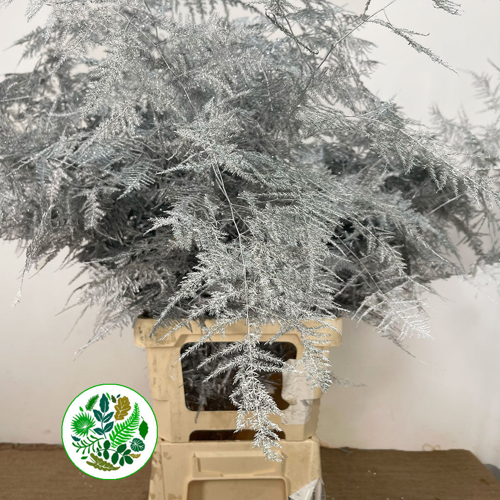 Fern &#39;Asparagus&#39; (Painted/Glitter) 85cm (Various Colours) (x50)