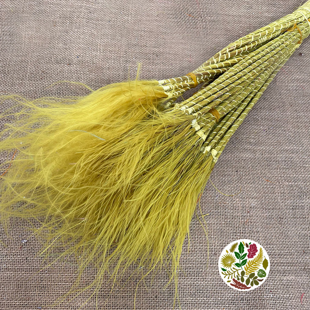 Grass &#39;Stipa Pennata&#39; (DRY) (Various Colours) 50cm