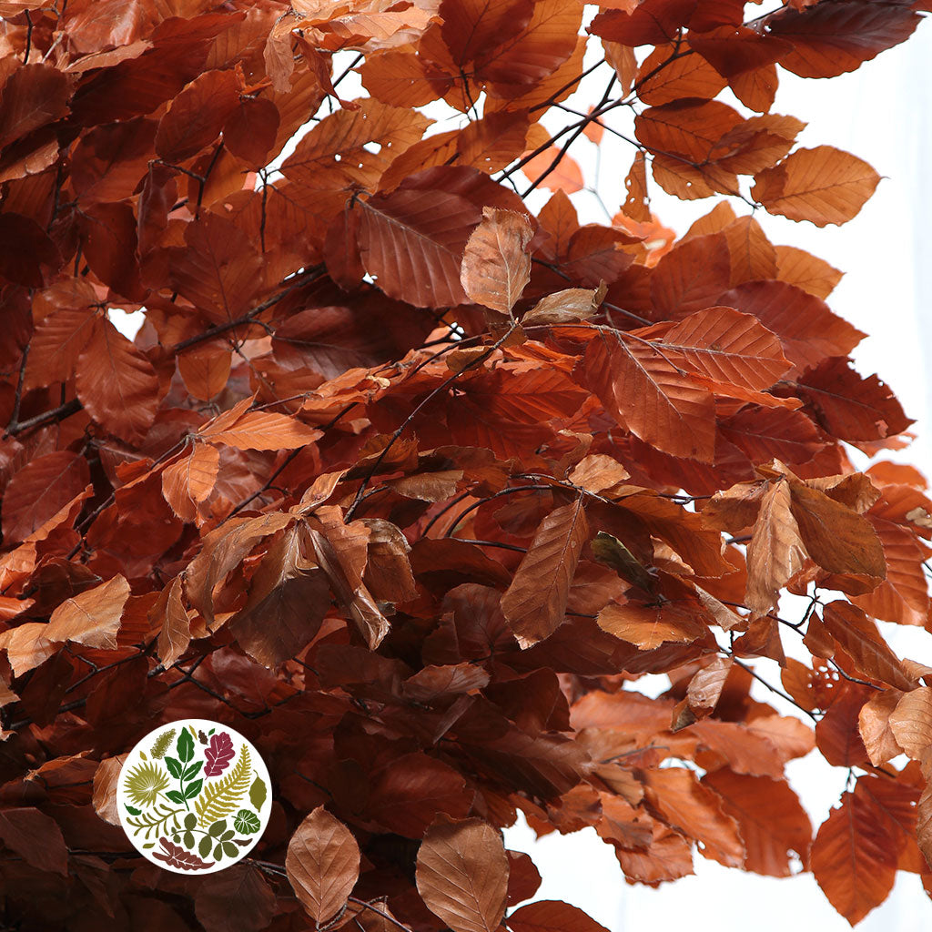 Beech &#39;Stabilized&#39; (Coloured) 60-80cm (DRY) (150g)