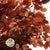 Beech 'Stabilized' (Coloured) 60-80cm (DRY) (150g)