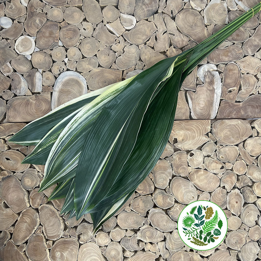 Aspidistra &#39;Variegated&#39; (Various Lengths)