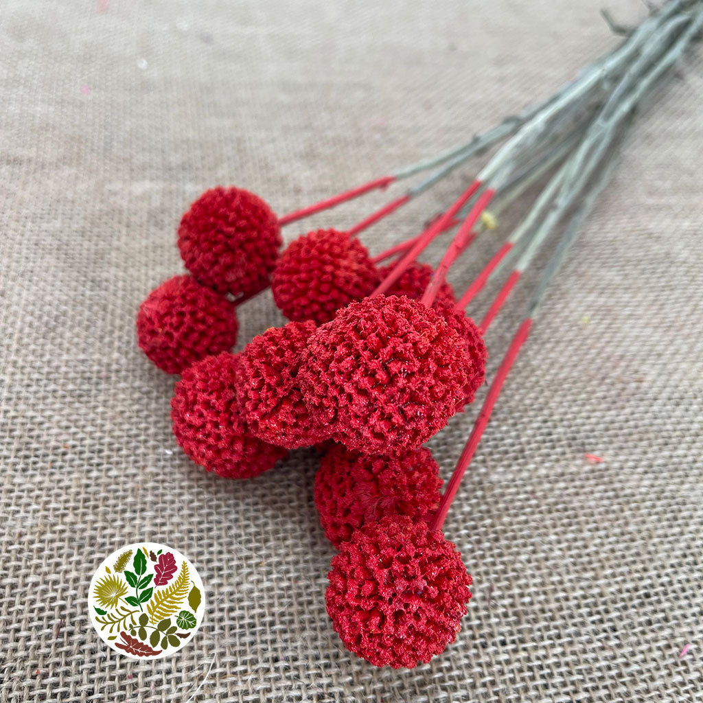 Craspedia 'Flower' (Painted) (DRY) (Various Colours)