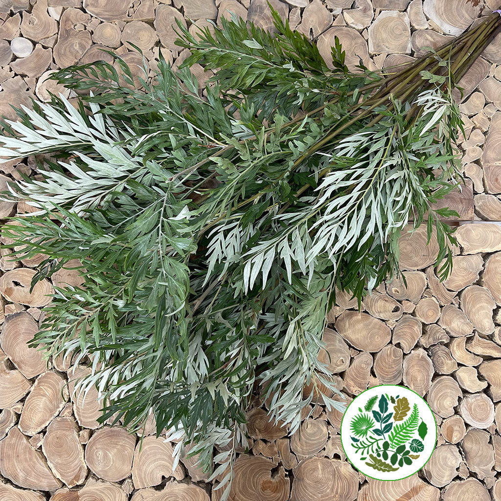 Grevillea 'Robusta Foliage' (Various Lengths)
