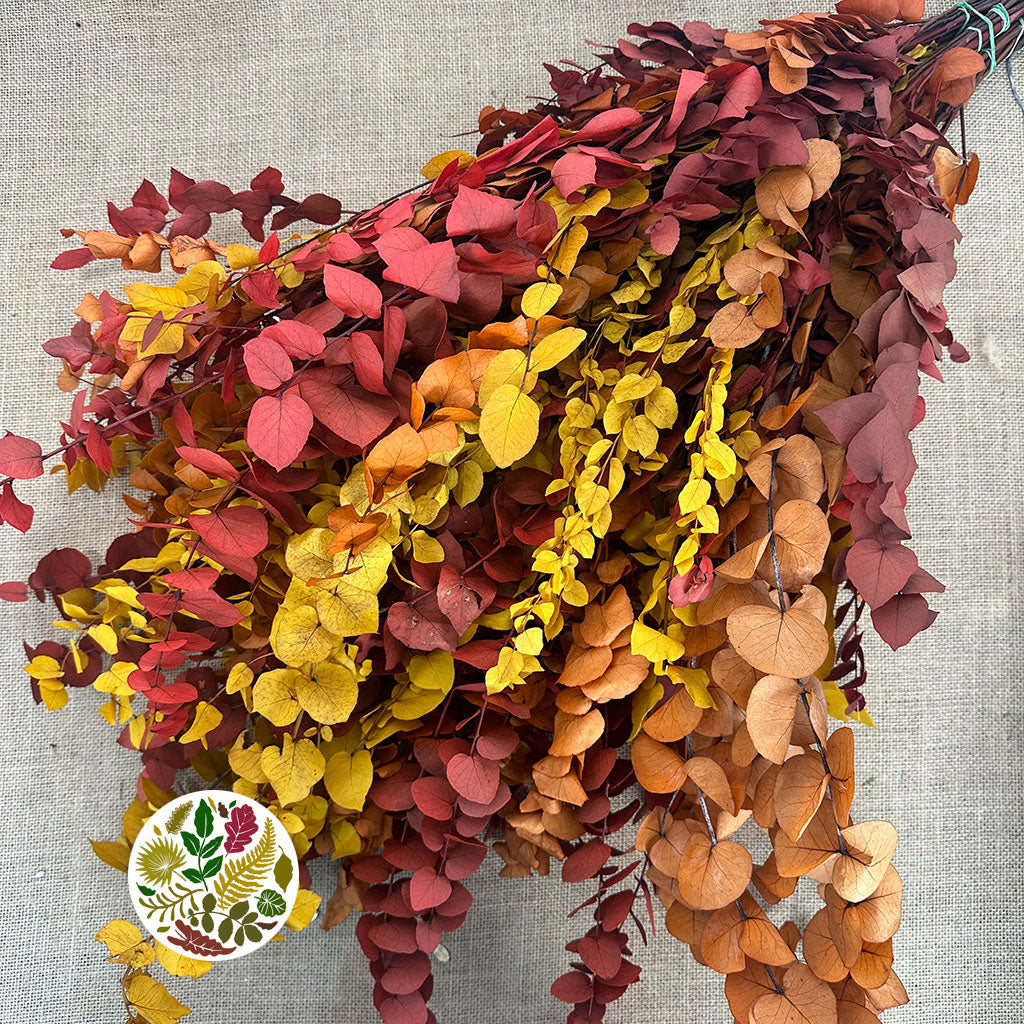 Eucalyptus &#39;Stuartiana&#39; (Stabilised) (Coloured) (DRY) (Various Colours)