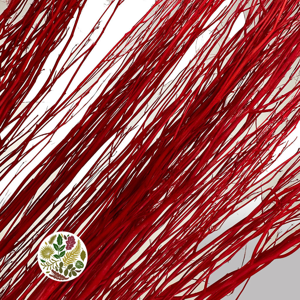 Twigs 'White Lady' (Painted) (DRY) (Various Colours) 120cm (250g)