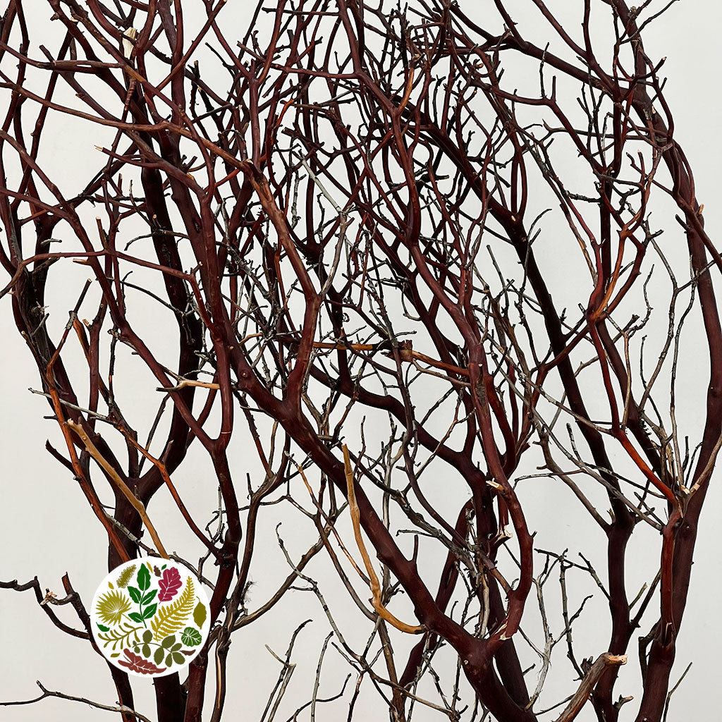 Twigs &#39;Manzanita&#39; (Natural) (DRY) (Various Sizes)