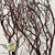 Twigs 'Manzanita' (Natural) (DRY) (Various Sizes)