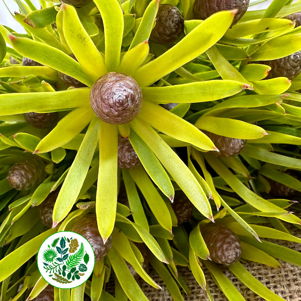 Leucadendron &#39;Lime Green&#39; (Various Sizes) (x10)