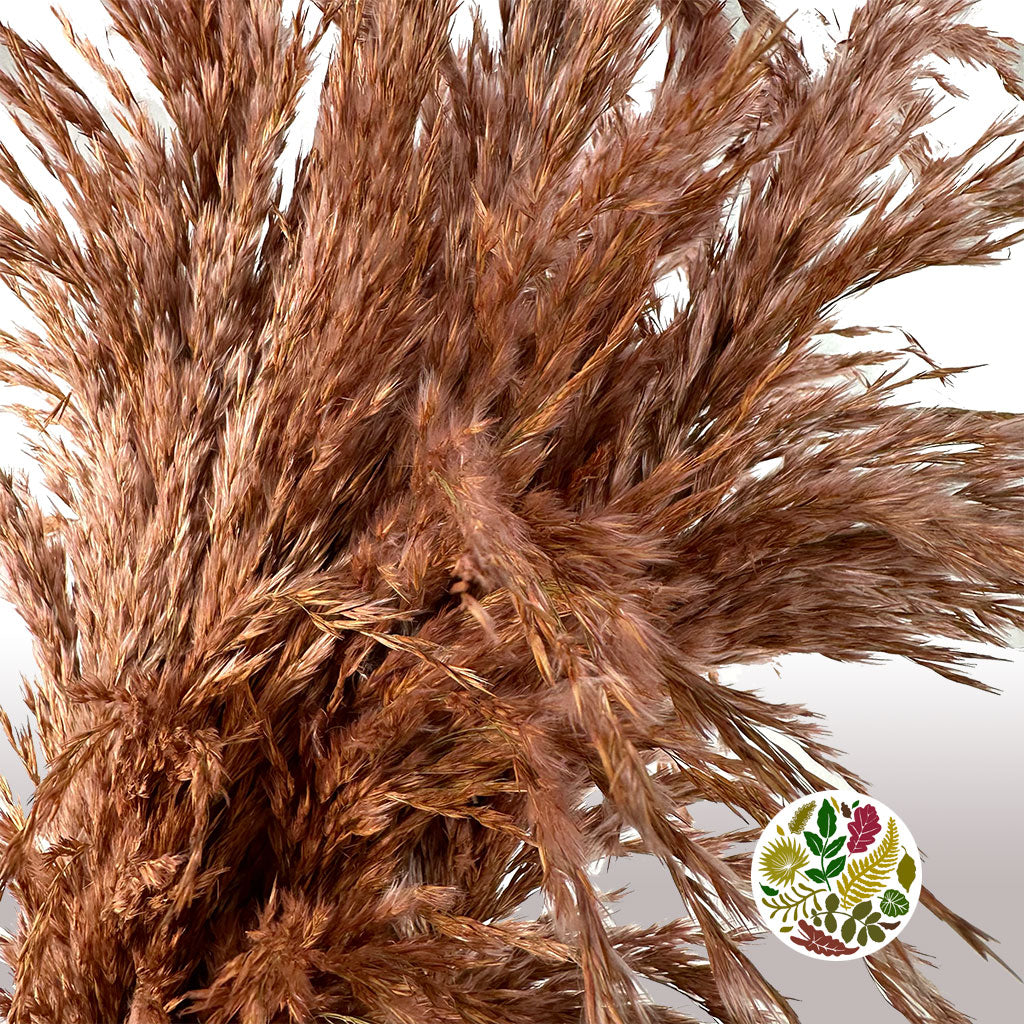 Grass &#39;Reed Grass&#39; (Wild Plume) (Coloured) (DRY) (x10)